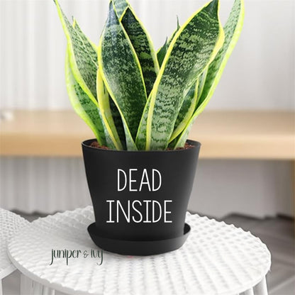 Dead inside plant pot
