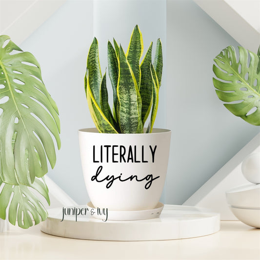 Literally dying plant pot