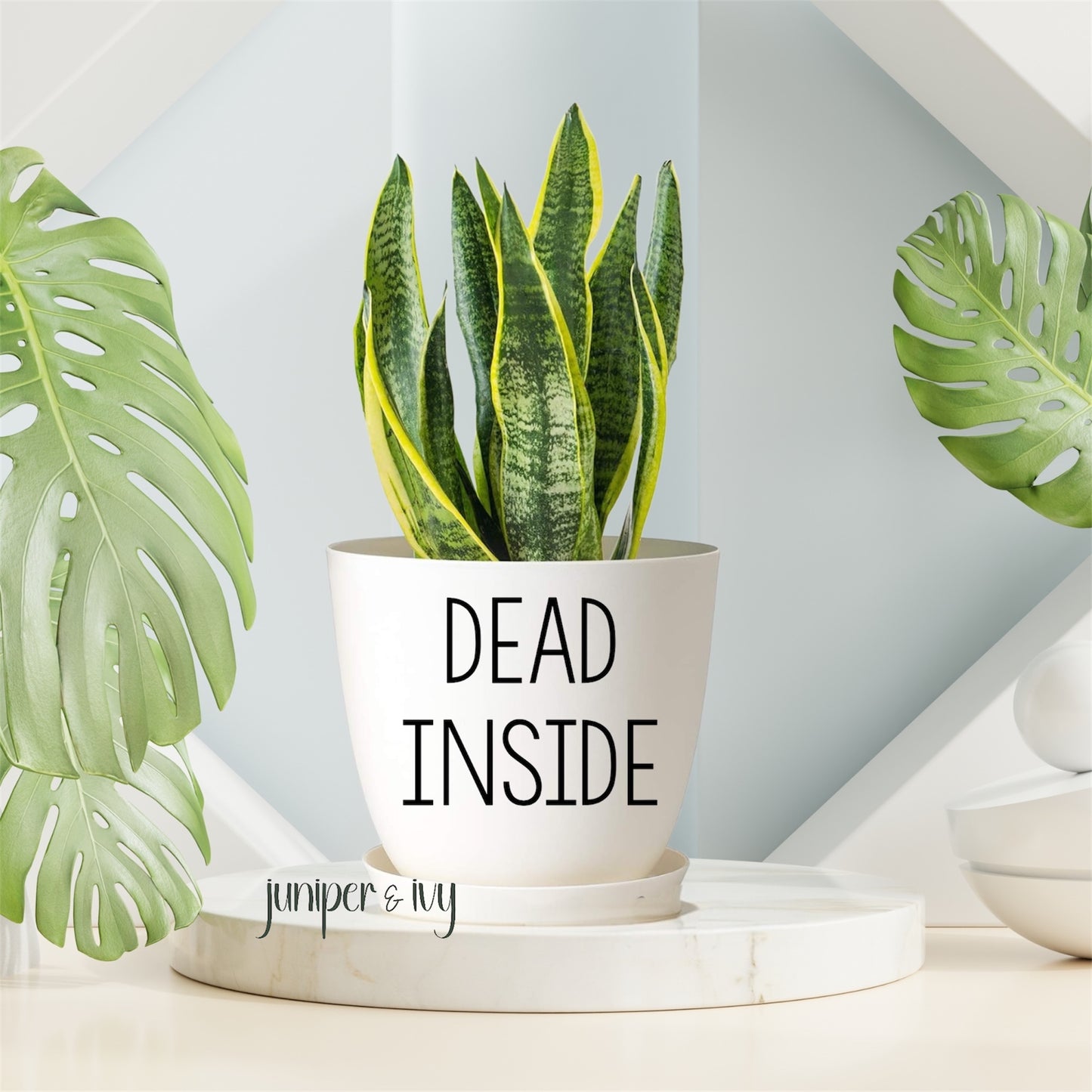 Dead inside plant pot